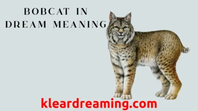 Bobcat in Dream Meaning